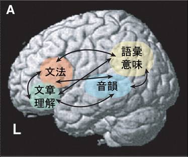 脳の言語地図 （2000年代版）